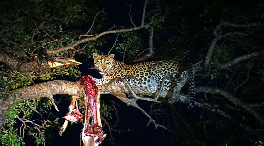 7-Day Journey on Tanzania’s Southern Circuit Safari